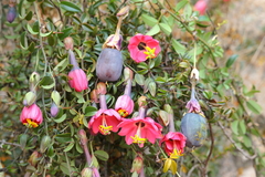 Passiflora huamachucoensis