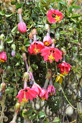 Passiflora huamachucoensis