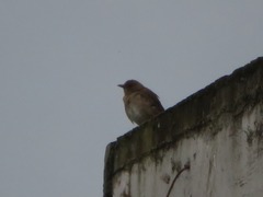 Turdus ignobilis debilis