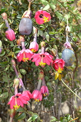 Passiflora huamachucoensis