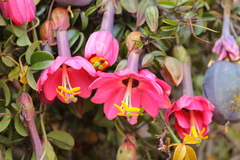 Passiflora huamachucoensis
