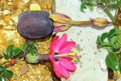 Passiflora huamachucoensis