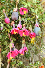 Passiflora huamachucoensis