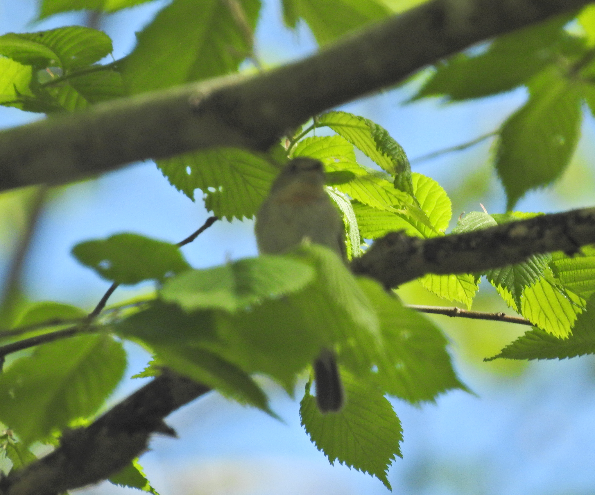 Red-breasted Flycatcher