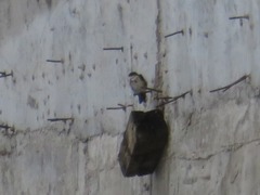 Pygochelidon cyanoleuca