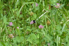 Bombus