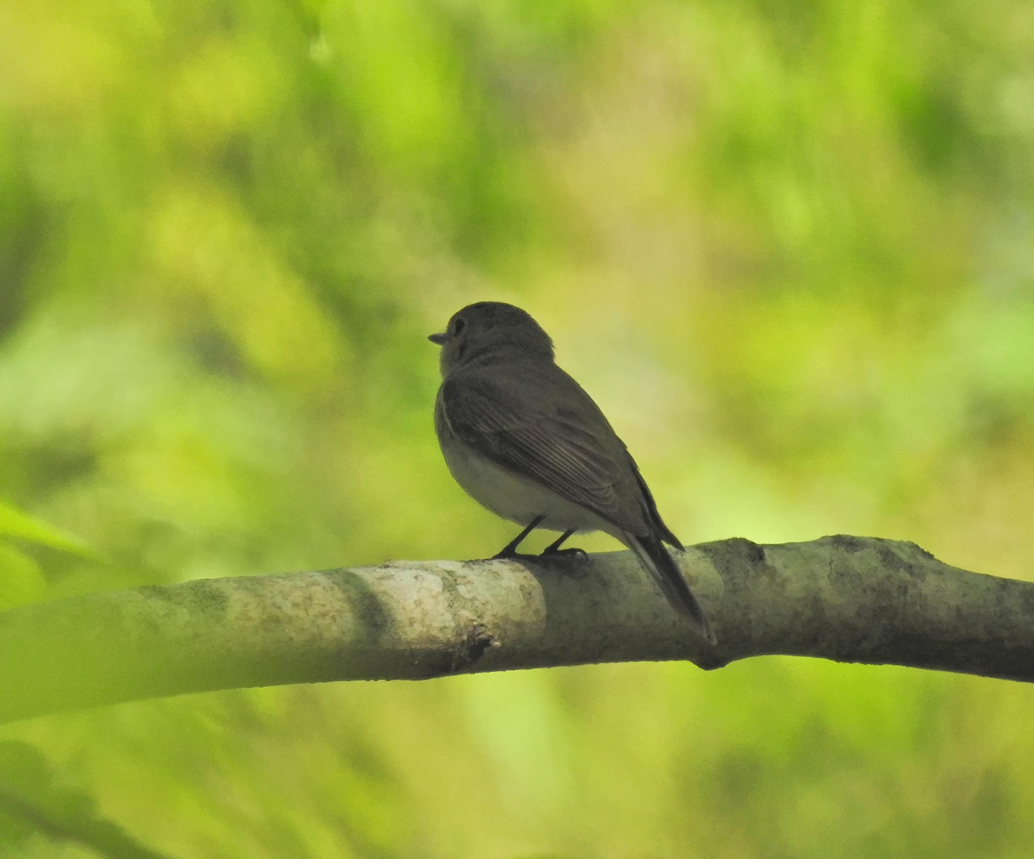 Red-breasted Flycatcher