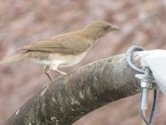 Turdus ignobilis debilis