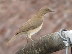 Turdus ignobilis debilis