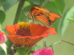 Dione vanillae lucina