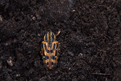 Euselates perraudieri taivanica