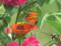 Dione vanillae lucina