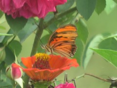 Dione vanillae lucina