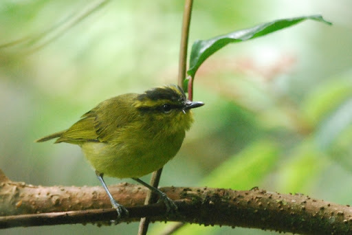 Mountain Leaf Warbler photo
