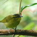 Mountain Leaf Warbler - Photo (c) Tan Kok Hui, some rights reserved (CC BY-NC)