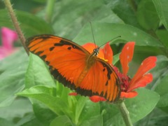 Dione vanillae lucina