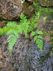 Cystopteris tennesseensis