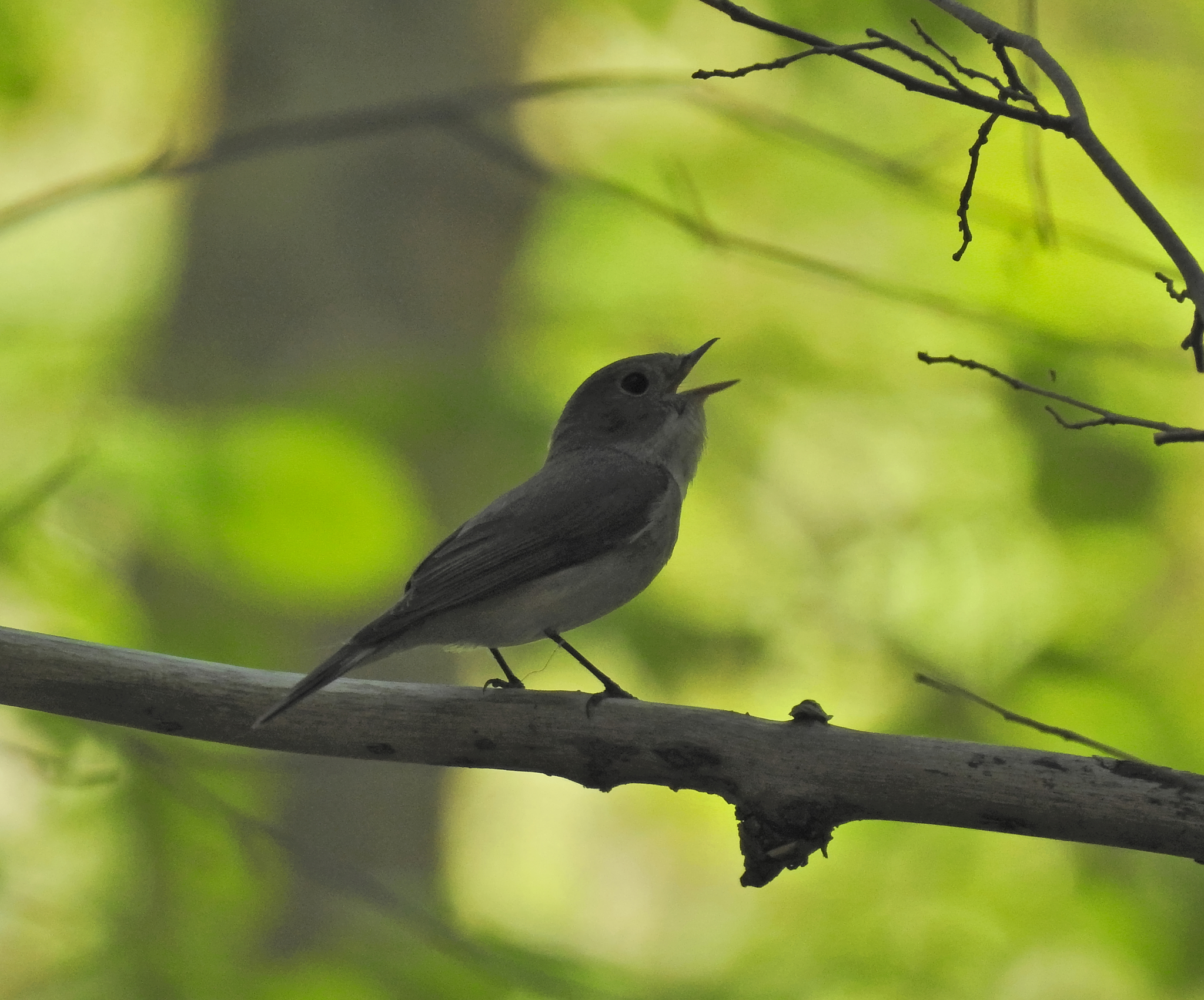 Red-breasted Flycatcher