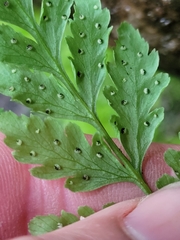 Cystopteris tennesseensis