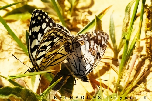 Spanish Marbled White