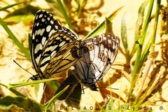 Melanargia ines