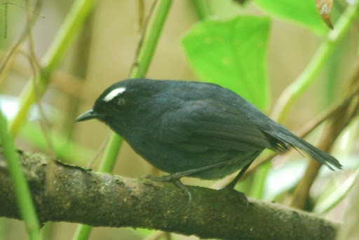 Sumatran Shortwing