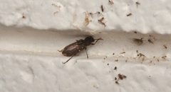Xylotrechus mormonus