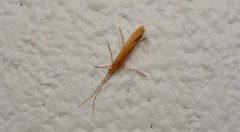 Leptoceroidea