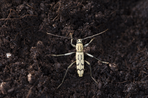 Rhaphuma circumscripta