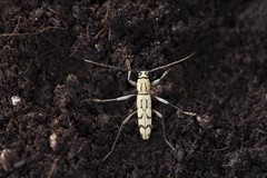 Rhaphuma circumscripta