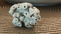 Schizoporella pungens