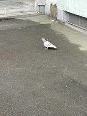 Columba livia domestica