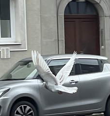 Columba livia domestica