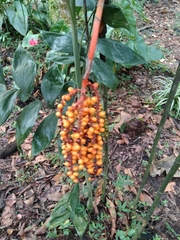 Chamaedorea pinnatifrons