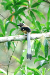 Sumatran Treepie photo 4