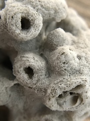 Schizoporella pungens