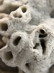 Schizoporella pungens