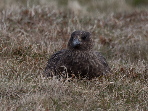 Págalo grande (Stercorarius skua)