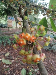 Magnoliopsida