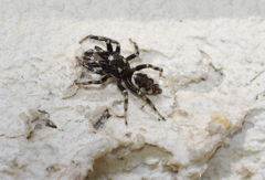 Salticus zebraneus