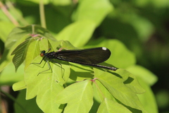 Calopteryx maculata