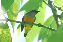 Dicaeum trigonostigma