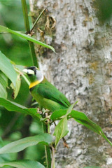 Psilopogon pyrolophus