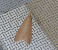 Schoenobius gigantella