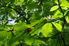 Magnolia obovata