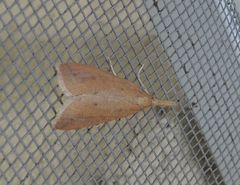 Schoenobius gigantella