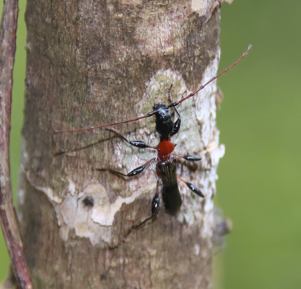 Diplothorax
