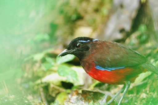 Graceful Pitta photo