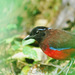 Graceful Pitta - Photo (c) Tan Kok Hui, some rights reserved (CC BY-NC)