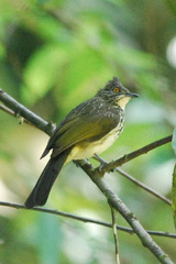 Pycnonotus leucogrammicus